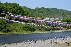 町田 相模原の散歩 泳げ鯉のぼり相模川 ひこじいの遊んで暮らす生活 町田 相模原の散歩 泳げ鯉のぼり相模川 ひこじいの遊んで暮らす生活