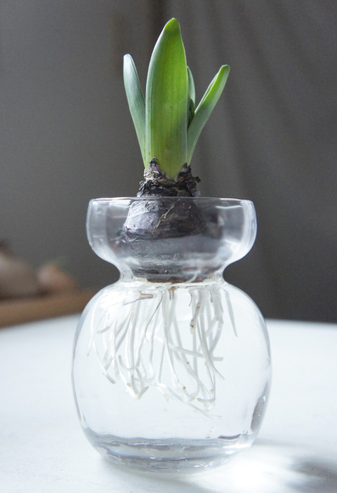 意外に使えるヒヤシンスポット