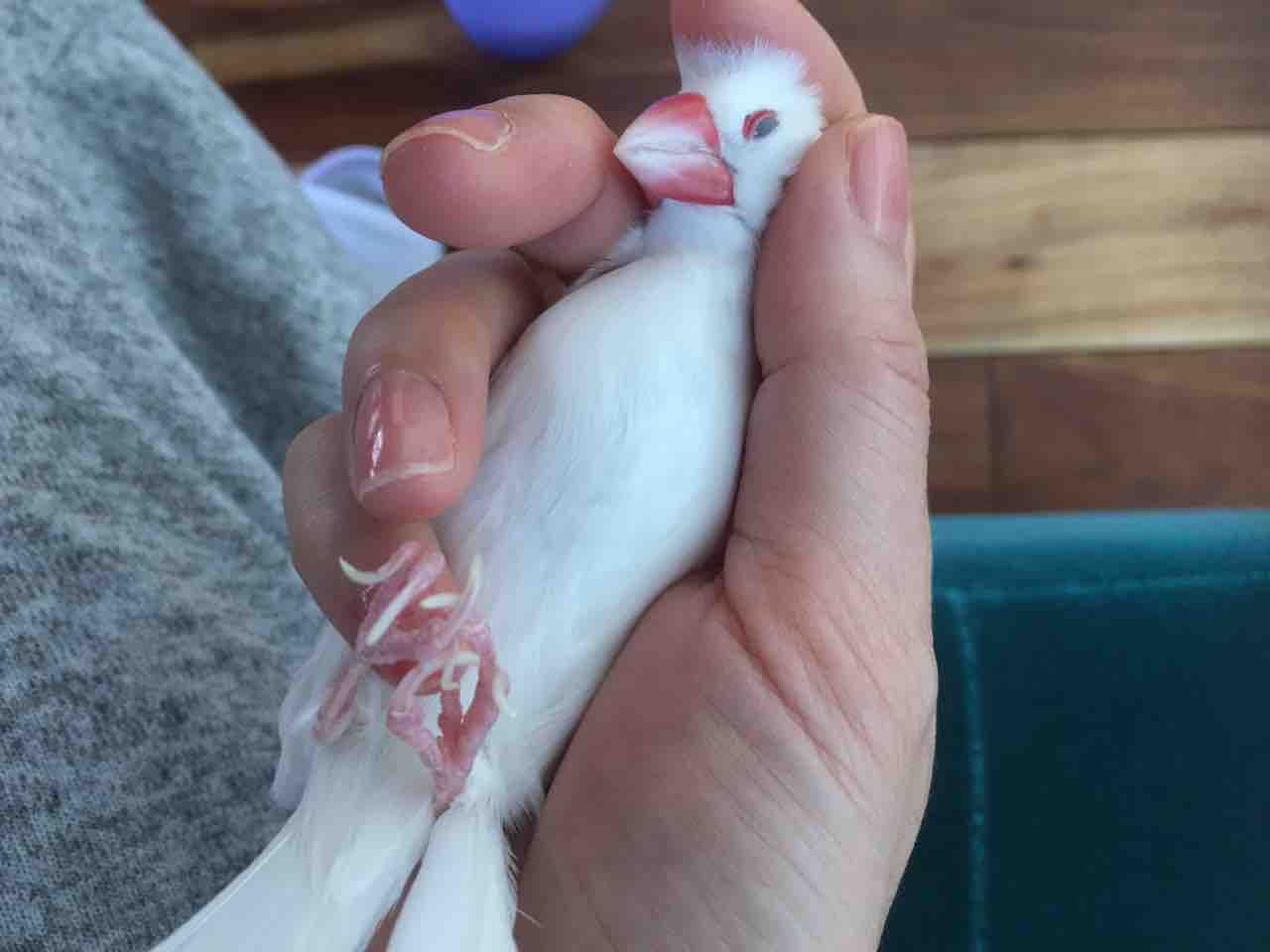 文鳥の匂い 千代千代 文鳥の匂い 千代千代
