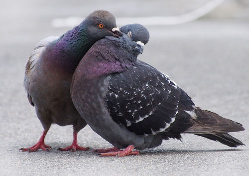 文鳥の顔は可愛い 千代千代 文鳥の顔は可愛い 千代千代