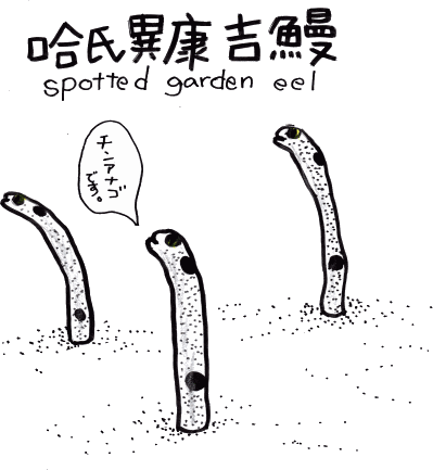 哈氏異康吉鰻 狆穴子 チンアナゴ とりぶう の 読むコント 宮古島