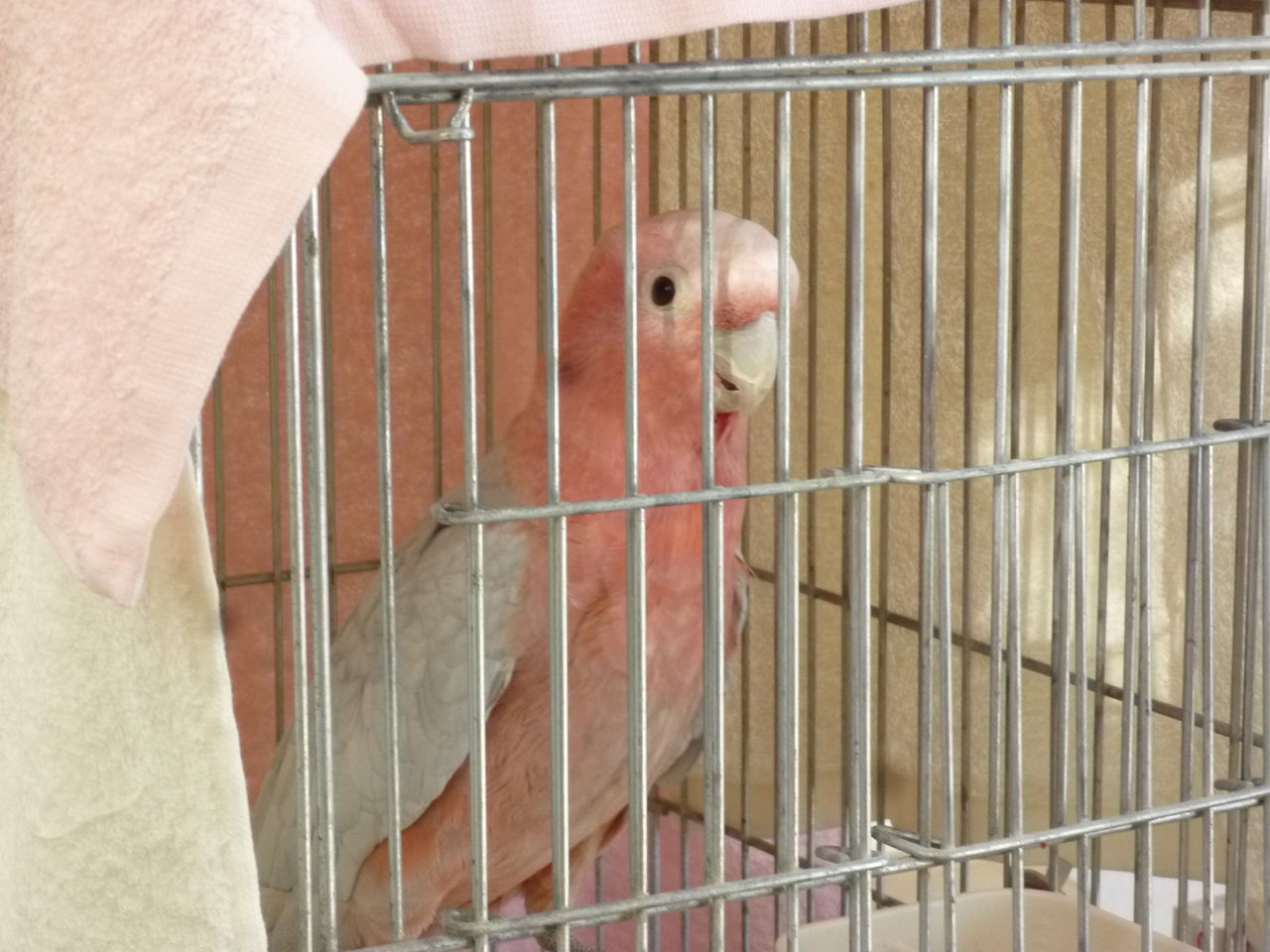 クルマサカオウム モモイロインコのハイブリッド クルマサカオウムが大好きです クルマサカオウム モモイロインコのハイブリッド クルマサカオウムが大好きです