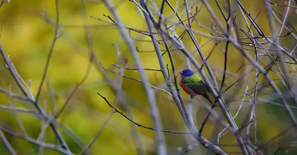 本当に地毛 信じられないほどカラフルな鳥がニューヨークに現れる とりまとめ