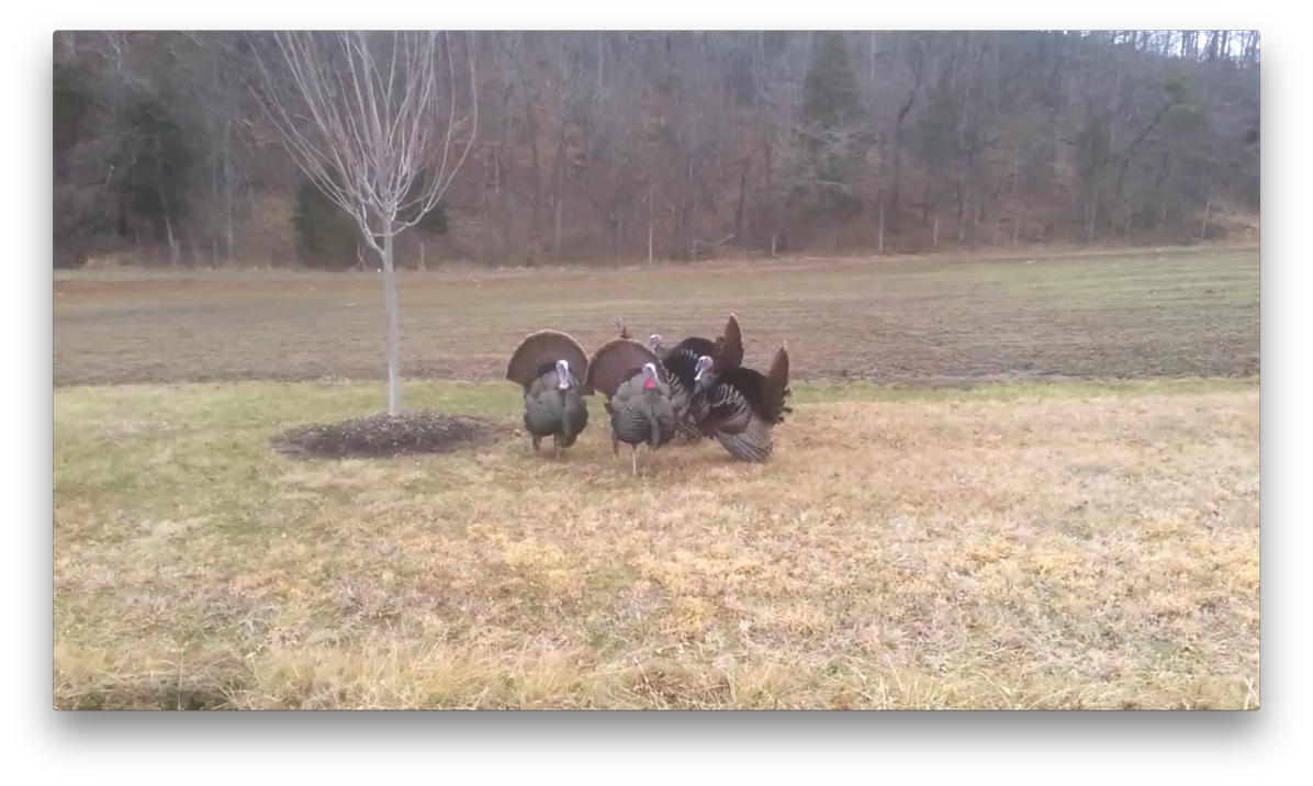 野鳥 とりまとめ