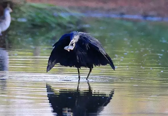 まるで要塞 獲物待ちをしているクロコサギのポーズが凄い とりまとめ