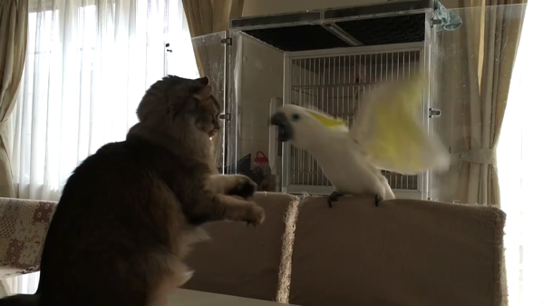 動画 4 年越し 猫に触りたいオウム シリーズ とりまとめ