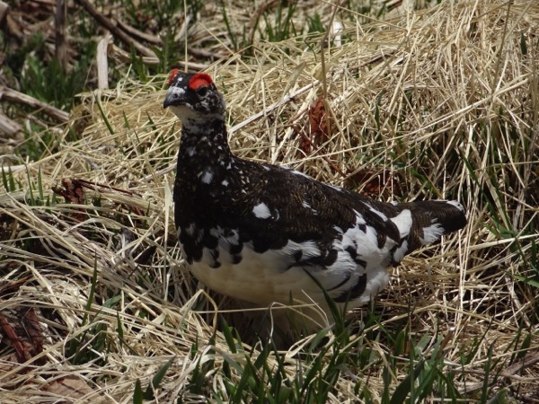 3d1e7fa253b5548a12a1a23baf5ae7db_s.jpg 3d1e7fa253b5548a12a1a23baf5ae7db s