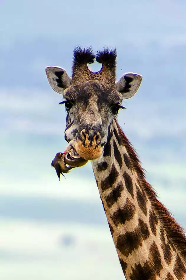 普通の歯科医じゃ手が届かない キリンの歯医者さんは小鳥 とりまとめ 普通の歯科医じゃ手が届かない キリンの歯医者さんは小鳥 とりまとめ