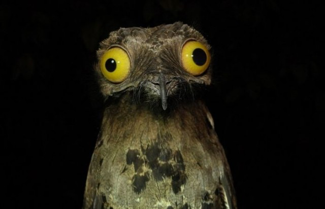 画像 ギョロ目の鳥 タチヨタカのギョロ目っぷりがなかなかスゴイ とりまとめ 画像 ギョロ目の鳥 タチヨタカのギョロ目っぷりがなかなかスゴイ とりまとめ