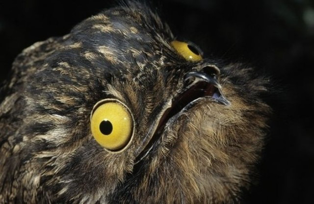 画像 ギョロ目の鳥 タチヨタカのギョロ目っぷりがなかなかスゴイ とりまとめ 画像 ギョロ目の鳥 タチヨタカのギョロ目っぷりがなかなかスゴイ とりまとめ