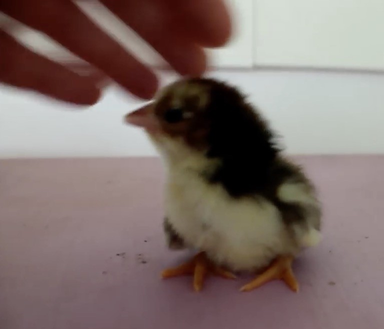 けしからん 禁断の行い 鳥のヒナを手で しちゃう動画 とりまとめ けしからん 禁断の行い 鳥のヒナを手で しちゃう動画 とりまとめ