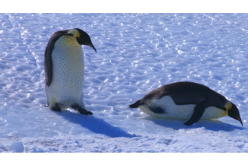 15年最後はペンギンで年越し ちょっとドジなペンギン動画集 とりまとめ 15年最後はペンギンで年越し ちょっとドジなペンギン動画集 とりまとめ