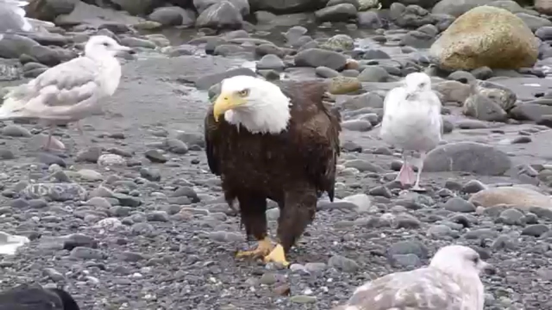 動画 どうじゃ ワシの歩く姿 カッコいいじゃろ え なんじゃと 可愛い とりまとめ