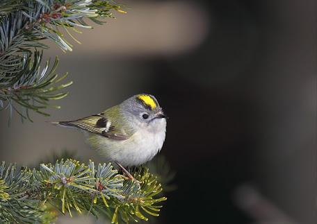 画像 日本で一番小さい鳥は 日本で一番手の上にのせたくなる鳥かも とりまとめ