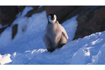 15年最後はペンギンで年越し ちょっとドジなペンギン動画集 とりまとめ 15年最後はペンギンで年越し ちょっとドジなペンギン動画集 とりまとめ