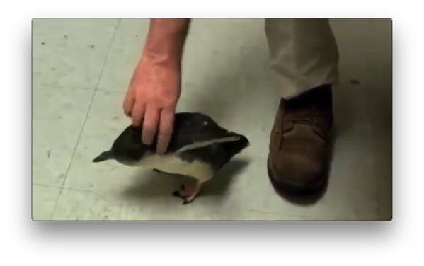 撫でられるのが大好きなペンギンのはしゃぎようがスゴイ とりまとめ