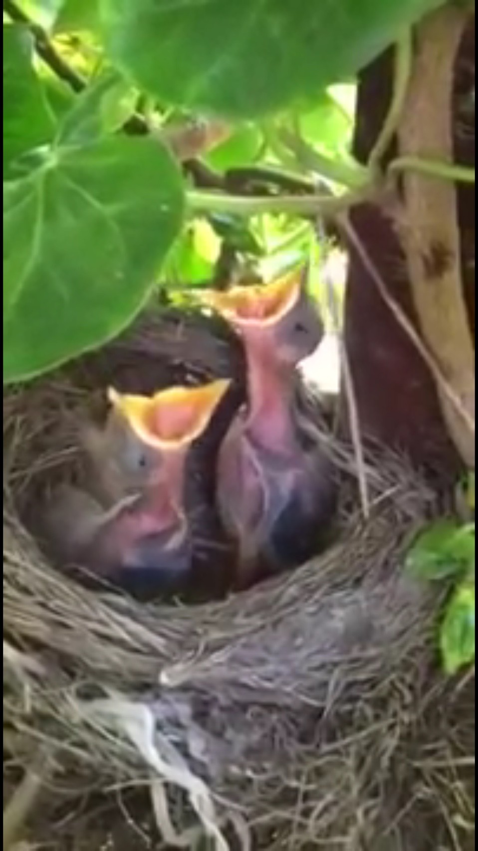 口笛にだまされる鳥の雛がちょっとかわいそうだけど面白い とりまとめ 口笛にだまされる鳥の雛がちょっとかわいそうだけど面白い とりまとめ