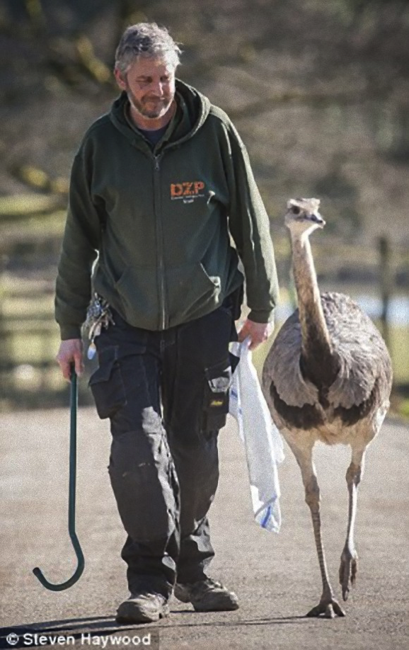 大きな鳥さん レアのザズはいつも人間のお父さんと一緒 とりまとめ