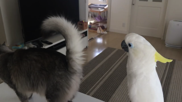 動画 4 年越し 猫に触りたいオウム シリーズ とりまとめ