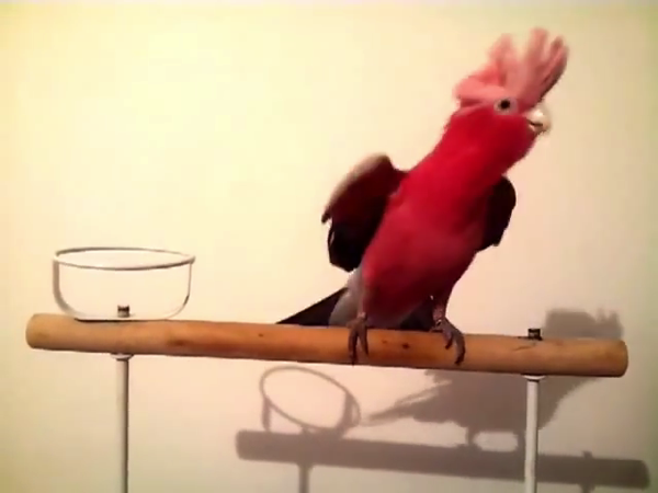 まるでリーゼント ダンシングモモイロインコの動画が熱い とりまとめ