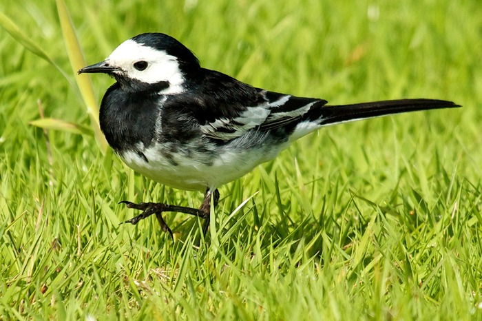 pied-wagtail