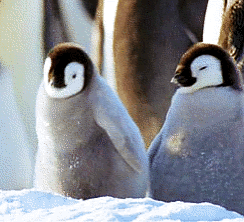 74b26955.gif 74b26955