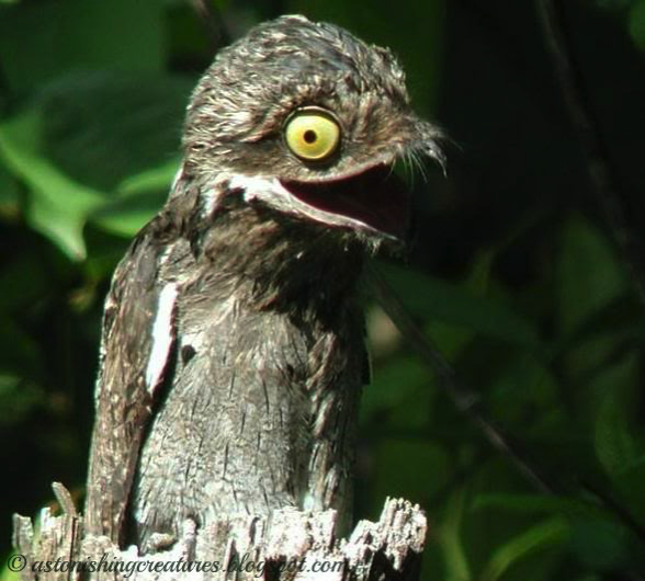 画像 ギョロ目の鳥 タチヨタカのギョロ目っぷりがなかなかスゴイ とりまとめ 画像 ギョロ目の鳥 タチヨタカのギョロ目っぷりがなかなかスゴイ とりまとめ