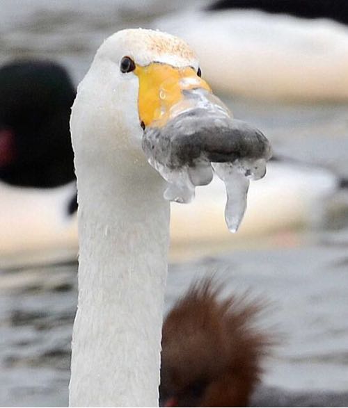 なぜ 白鳥の口が凍っちゃった ご飯が食べられません とりまとめ