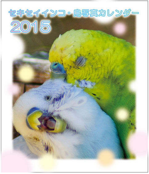 限定】セキセイインコ・鳥写真カレンダー 2021 (B6サイズ。ワンタッチ