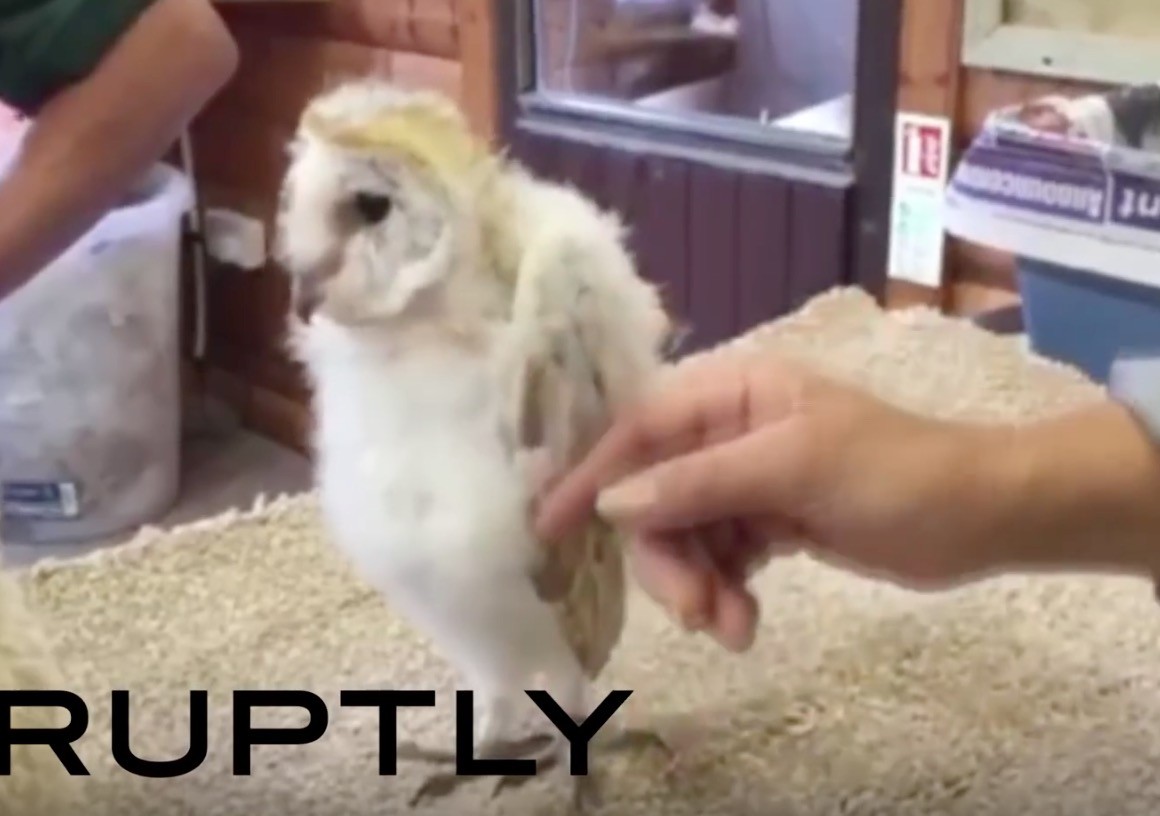 ダンシングフクロウ登場 ただし動きは小さめ とりまとめ ダンシングフクロウ登場 ただし動きは小さめ とりまとめ
