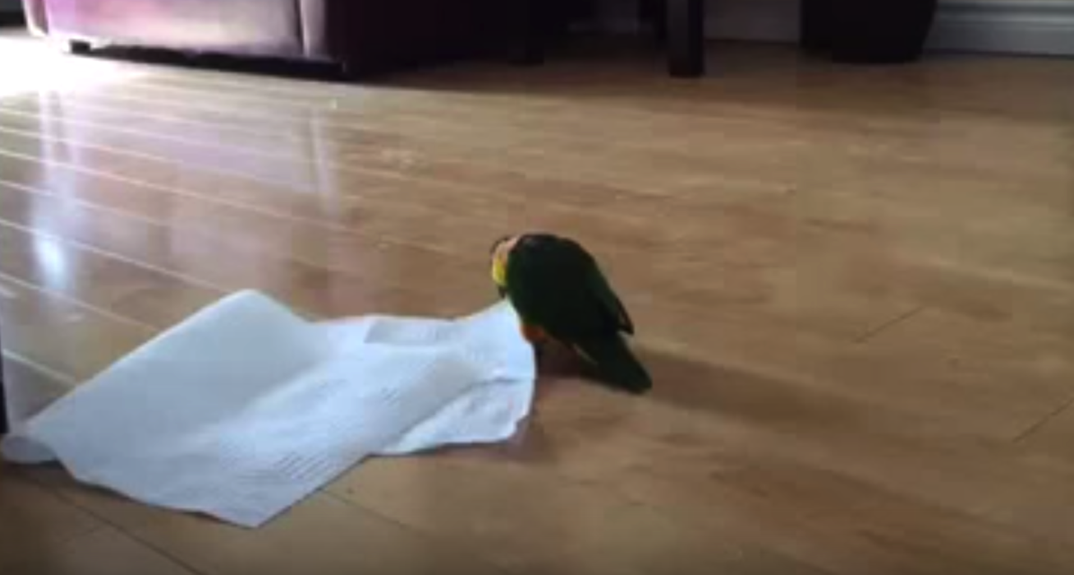 スクリーンショット 2015 10 12 21 59 38