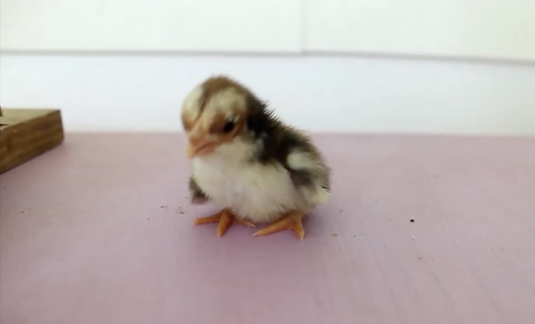 けしからん 禁断の行い 鳥のヒナを手で しちゃう動画 とりまとめ