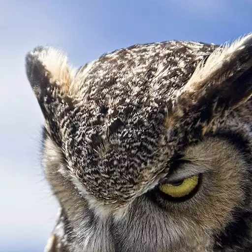 やっぱりみんな大好き 定期フクロウ ミミズクまとめ とりまとめ やっぱりみんな大好き 定期フクロウ ミミズクまとめ とりまとめ