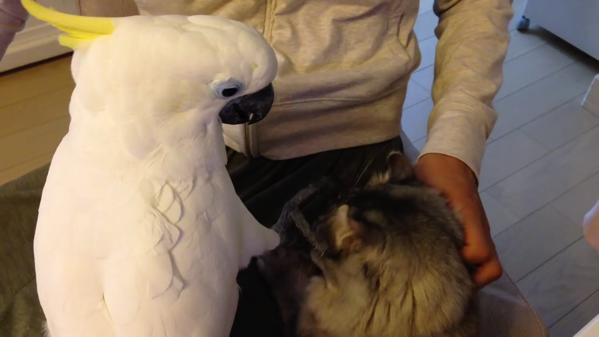 動画 4 年越し 猫に触りたいオウム シリーズ とりまとめ