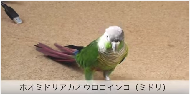 ウロコインコ とりまとめ