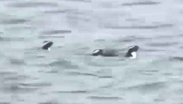NewImage