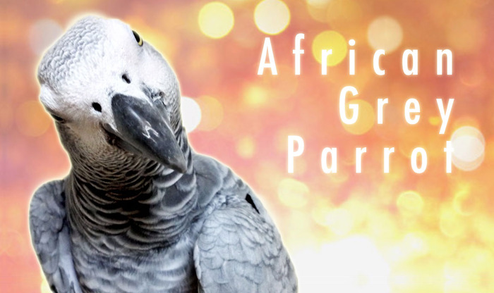 AfricanGreyParrot