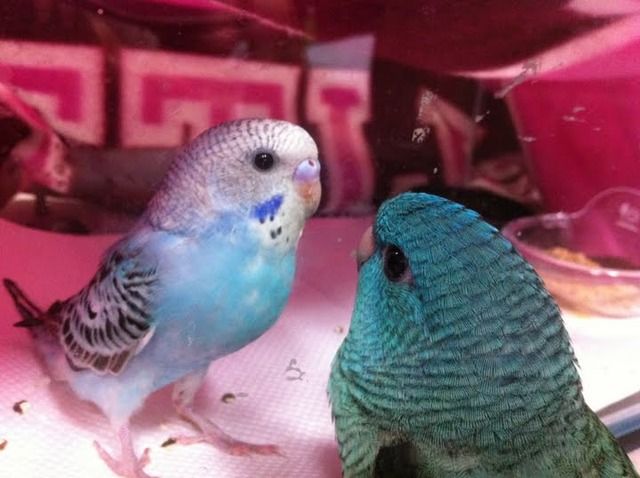 画像 うちのインコが可愛すぎて困る とりhub まとめブログ 画像 うちのインコが可愛すぎて困る とりhub まとめブログ
