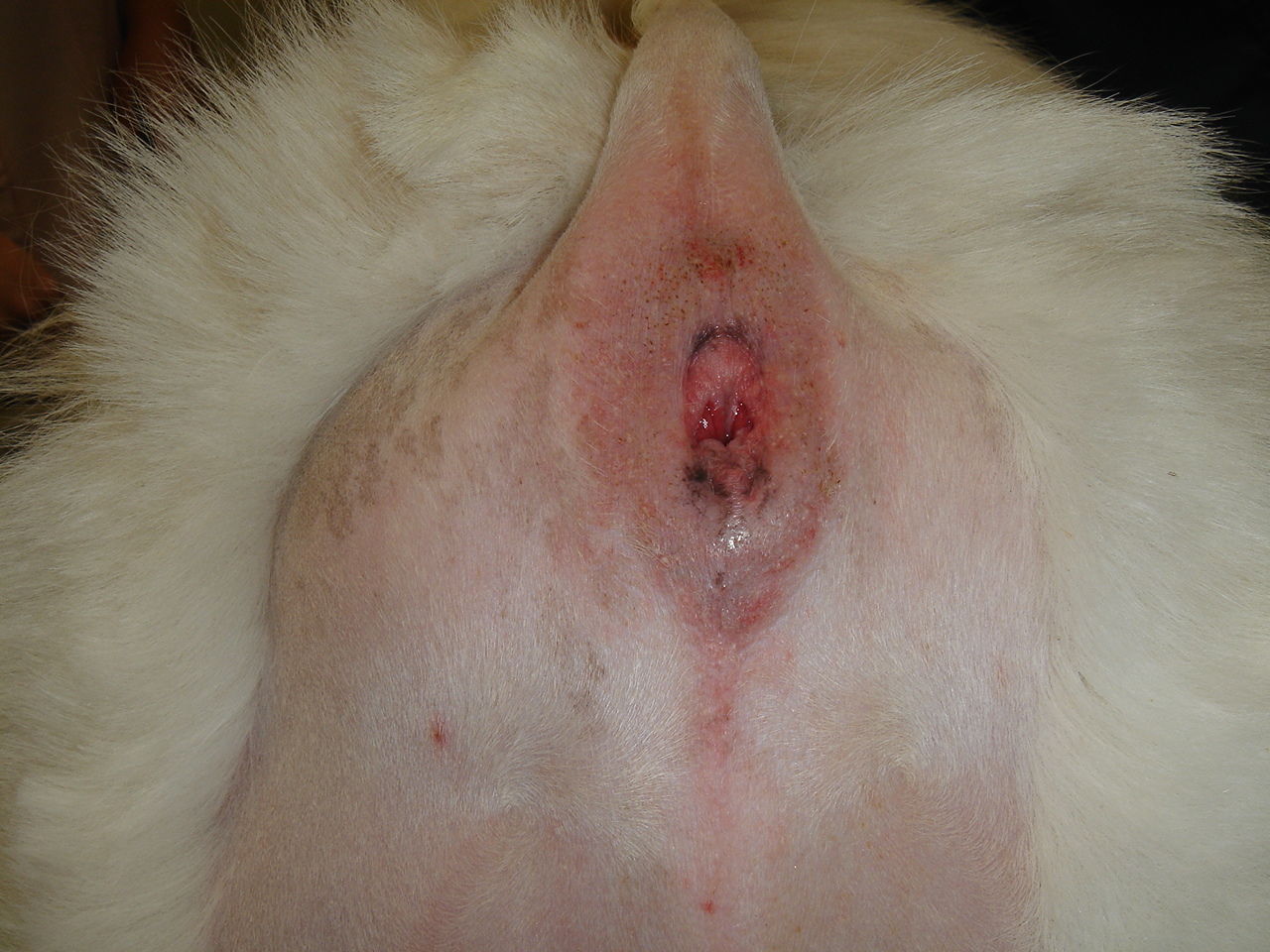 DSC06924