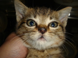 子猫