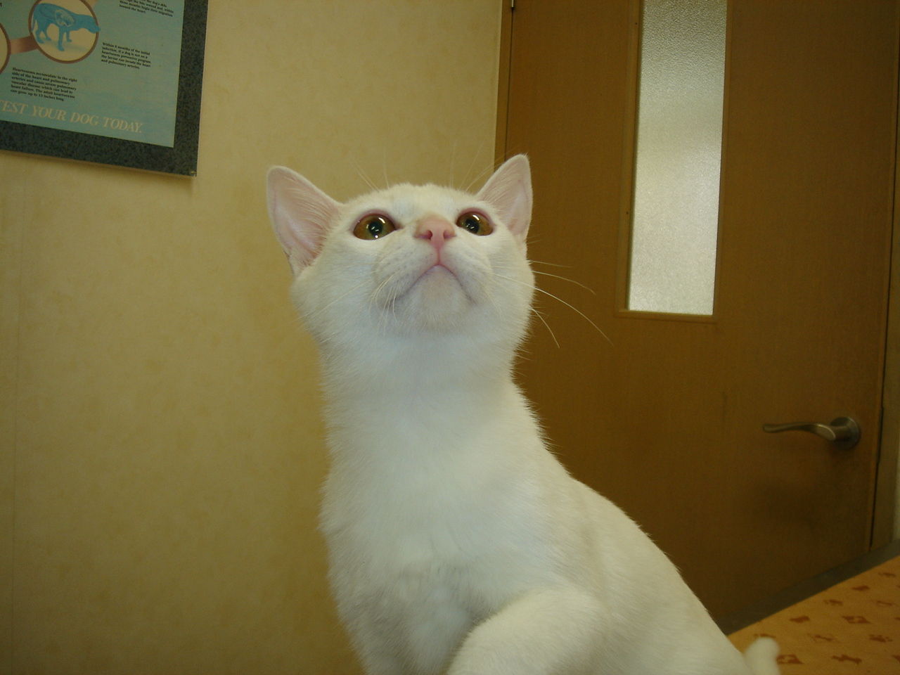 DSC06530