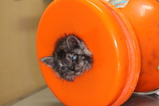 はまった猫