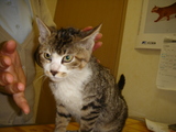 子猫