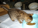 子猫