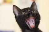 変顔猫