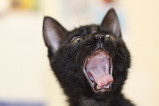 変顔猫