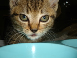 子猫