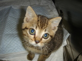 子猫1