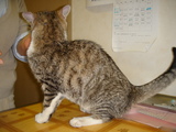 子猫