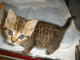 子猫1